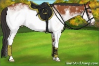 Horse Color:White Spotted Bay Frame Rabicano