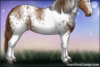 Horse Color:White Spotted Chestnut 