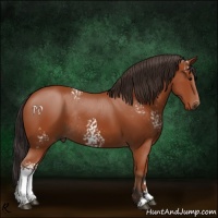 Horse Color:White Spotted Brown Rabicano 