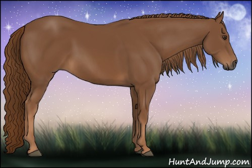 Horse Color:Gray Chestnut