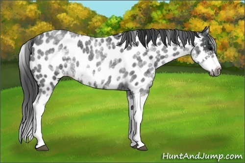 Horse Color:White Spotted Blue Roan Splash Frame Appaloosa 