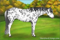 Horse Color:White Spotted Blue Roan Splash Frame Appaloosa