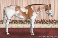 Horse Color:White Spotted Bay Splash  and White Spotted Silver Bay Splash 