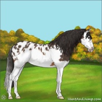 Horse Color:Brown Splash Frame Appaloosa 