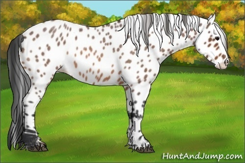 Horse Color:Bay Roan Appaloosa