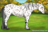 Horse Color:Bay Roan Appaloosa