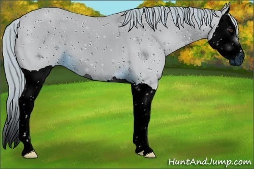 Horse Color:ERROR: UNKNOWN ANOMALY