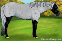 Horse Color:ERROR: UNKNOWN ANOMALY