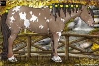 Horse Color:White Spotted Classic Champagne Rabicano 