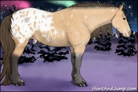 Horse Color:Buckskin Appaloosa