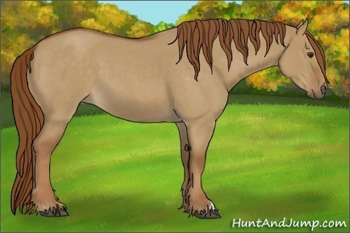Horse Color:Red Dun Roan 