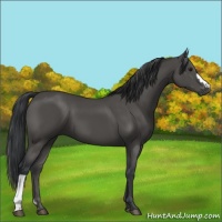 Horse Color:Black 