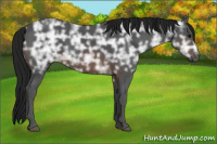 Horse Color:Gray Brown Ice
