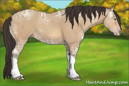 Horse Color:Amber Champagne Ice Tobiano Rabicano 