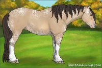 Horse Color:Amber Champagne Ice Tobiano Rabicano 