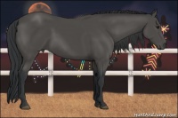 Horse Color:Black 