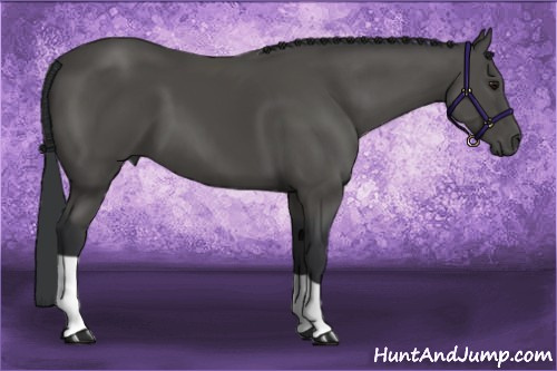 Horse Color:Black 
