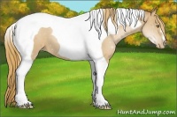 Horse Color:Chestnut Pearl Tobiano
