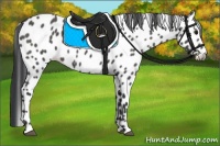Horse Color:Black Appaloosa