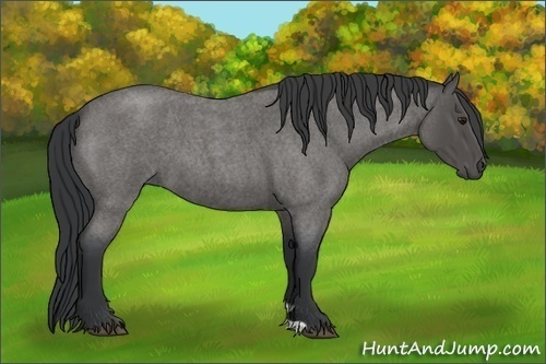 Horse Color:Blue Roan 