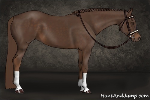 Horse Color:Liver Chestnut 