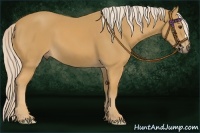 Horse Color:Palomino 