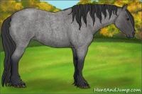 Horse Color:Blue Roan 
