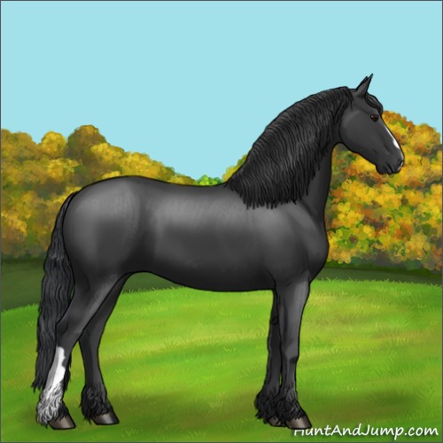 Horse Color:Black 