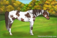 Horse Color:White Spotted Liver Chestnut 