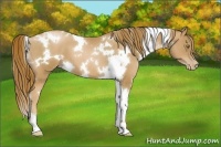 Horse Color:White Spotted Chestnut Pearl