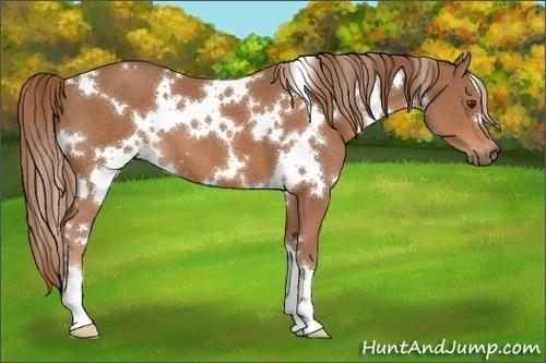Horse Color:White Spotted Chestnut 
