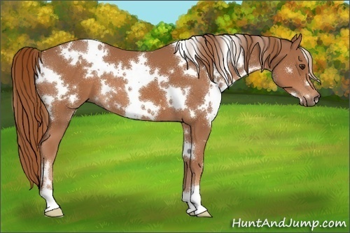 Horse Color:White Spotted Chestnut 