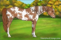 Horse Color:White Spotted Chestnut