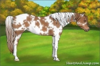 Horse Color:White Spotted Chestnut