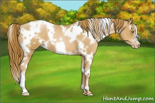 Horse Color:White Spotted Chestnut Pearl 