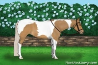 Horse Color:Silver Buckskin Roan Tobiano 
