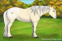 Horse Color:Palomino Appaloosa 