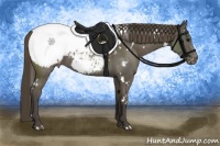 Horse Color:White Spotted Smoky Black Sabino Appaloosa 