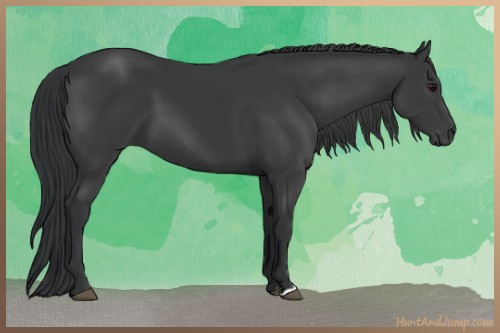 Horse Color:Black 