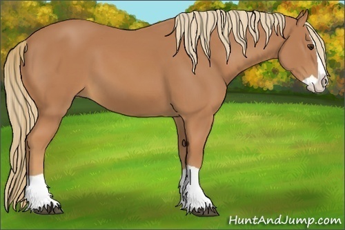 Horse Color:Unknown 