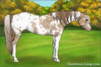 Horse Color:White Spotted Black Pearl Appaloosa 