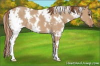Horse Color:White Spotted Red Dun 