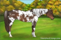 Horse Color:White Spotted Liver Chestnut 