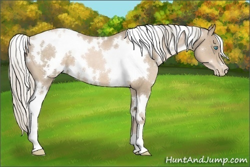 Horse Color:White Spotted Chocolate Palomino Pearl 