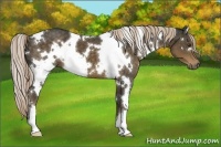 Horse Color:White Spotted Chocolate Palomino
