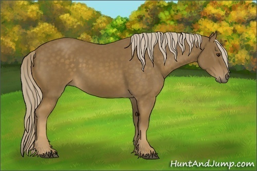 Horse Color:Chocolate Palomino Rabicano
