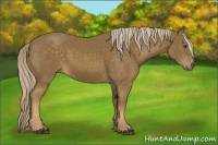 Horse Color:Chocolate Palomino Rabicano