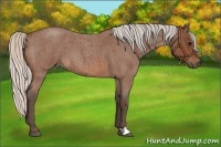 Horse Color:Silver Brown Roan 