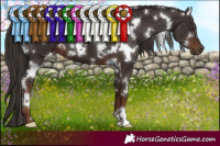 Horse Color:White Spotted Liver Chestnut 