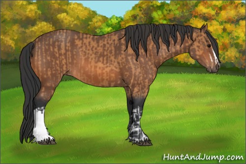 Horse Color:Bay  and Bay 